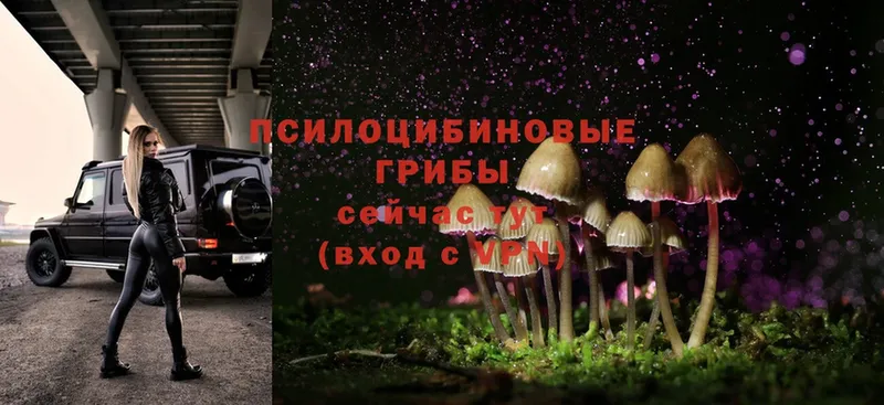 OMG tor  Барыш  Псилоцибиновые грибы Psilocybe  наркота 